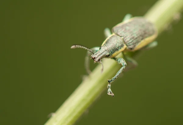 Escarabajo — Foto de Stock