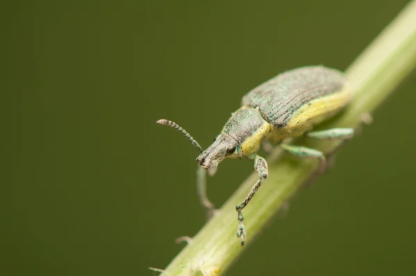 Skalbagge — Stockfoto