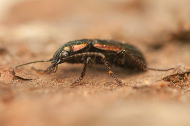 Böcek.