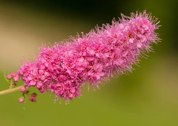 Blume — Stockfoto