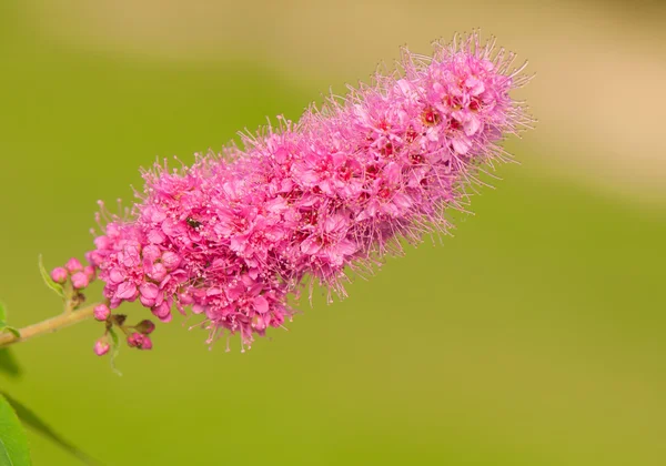 Flor —  Fotos de Stock