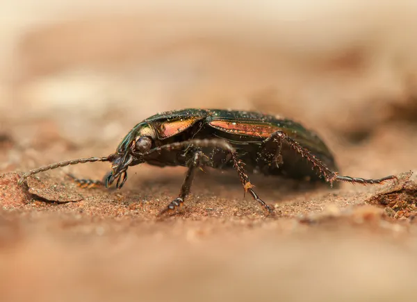 Escarabajo — Foto de Stock