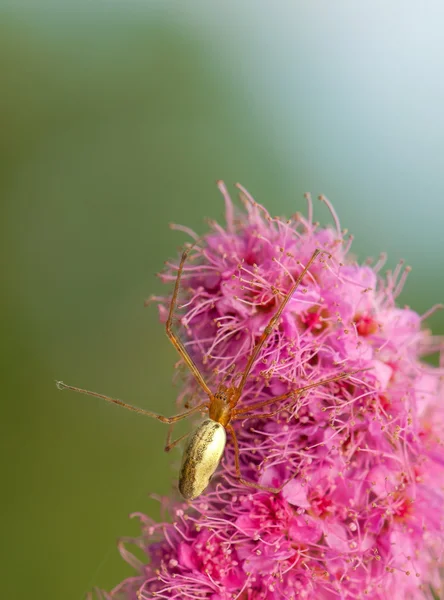 Araña - pequeño depredador — Foto de Stock