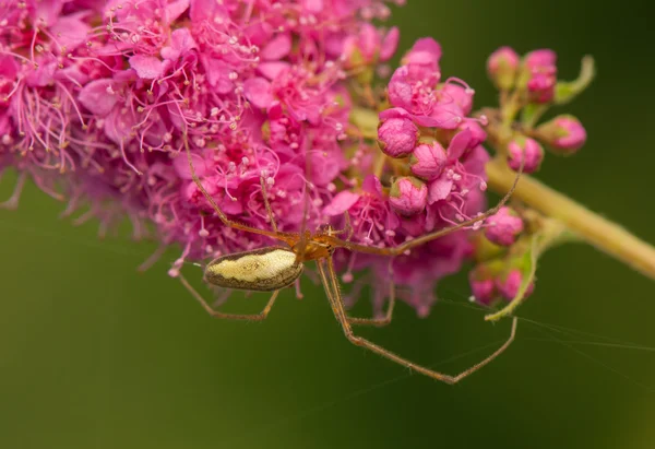 Spinne - kleines Raubtier — Stockfoto