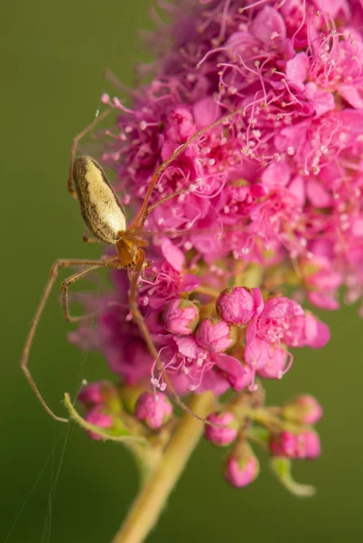 Araña - pequeño depredador — Foto de Stock