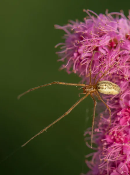 Aranha - pequeno predador — Fotografia de Stock