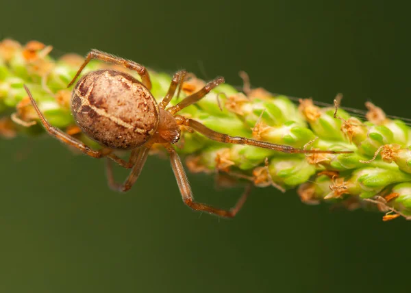 Aranha - pequeno predador — Fotografia de Stock