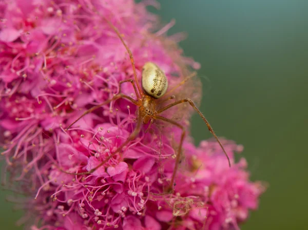 Spinne - kleines Raubtier Stockbild