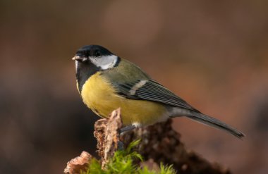 Tit - Parus major