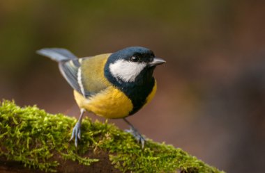 Tit - Parus major