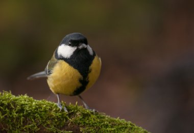 Tit - Parus major