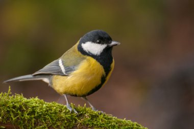 Tit - Parus major