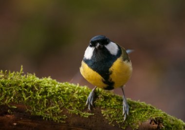 Tit - Parus major