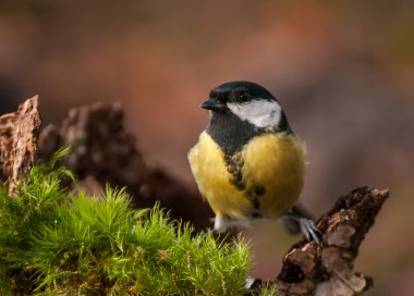 Tit - Parus major
