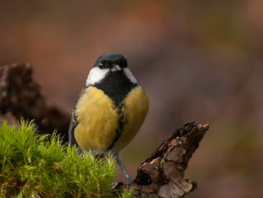 Tit - Parus major