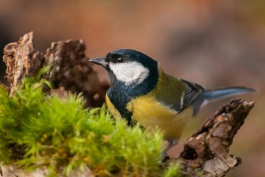 Tit - Parus major