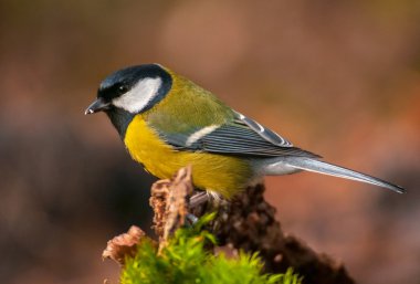 Tit - Parus major