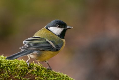 Tit - Parus major