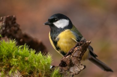Tit - Parus major