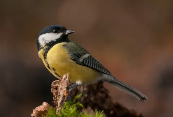 Tit - Parus major — Stok fotoğraf