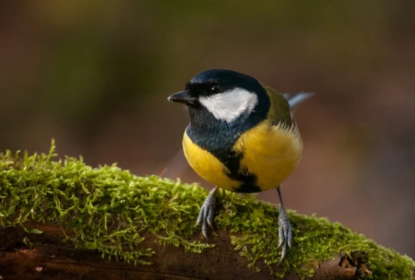 Sikora - parus major — Zdjęcie stockowe