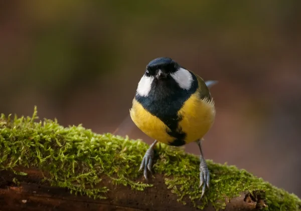 山雀-parus 主要 — 图库照片