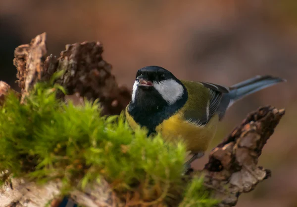 Тит - Parus major — стоковое фото