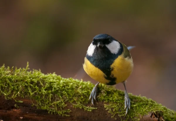 Chapim - real parus major Fotos De Bancos De Imagens