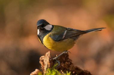 Tit - Parus major