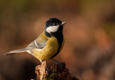 Tit - Parus major