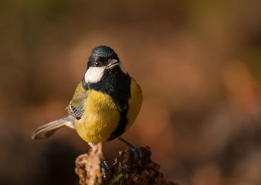 Tit - Parus major