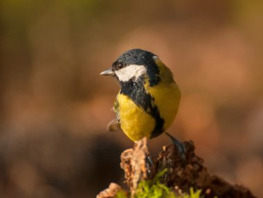 Tit - Parus major