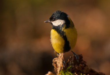 Tit - Parus major