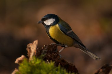 Tit - Parus major