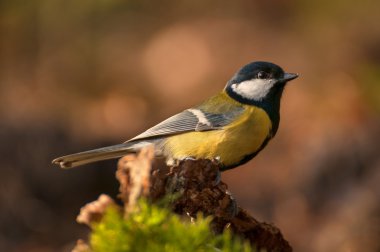 Tit - Parus major
