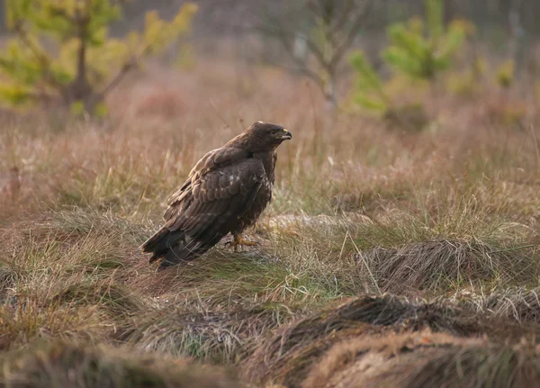 Mäusebussard — Stockfoto