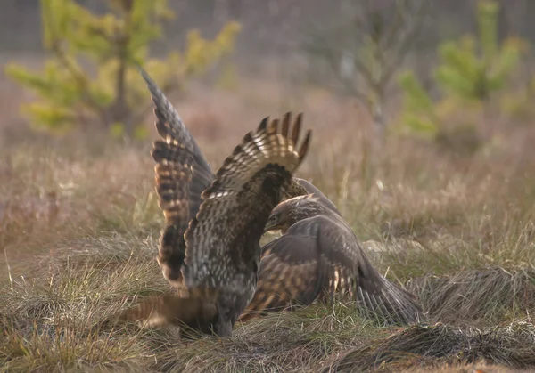 Mäusebussard — Stockfoto