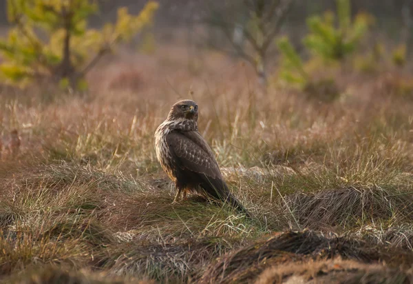 Buzzard — Stock Photo, Image