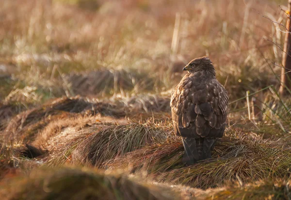 Buizerd — Stockfoto