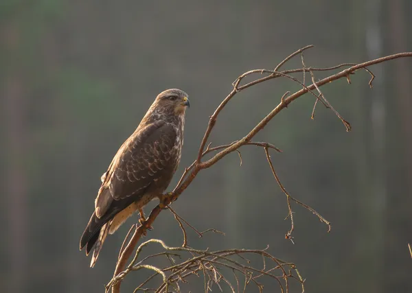 Buizerd — Stockfoto