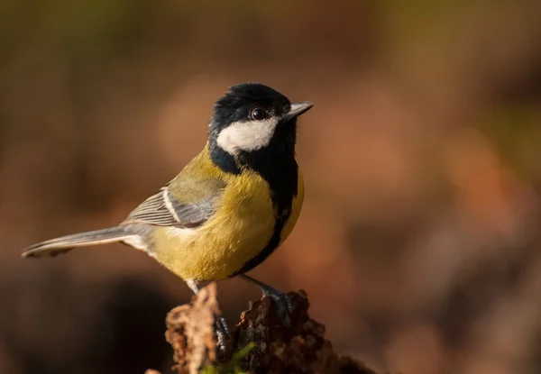 Chapim - real parus major — Fotografia de Stock