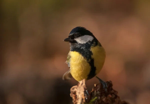 Chapim - real parus major — Fotografia de Stock