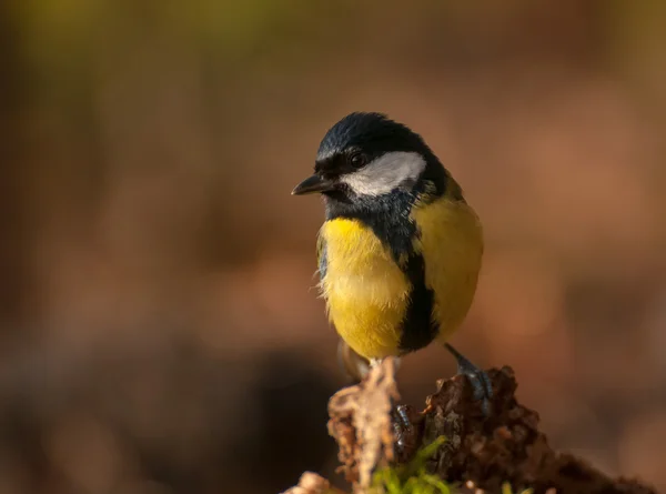 Sikora - parus major — Zdjęcie stockowe