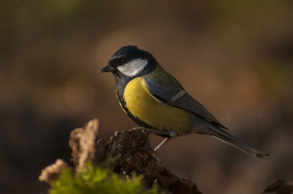 Meise - parus major — Stockfoto