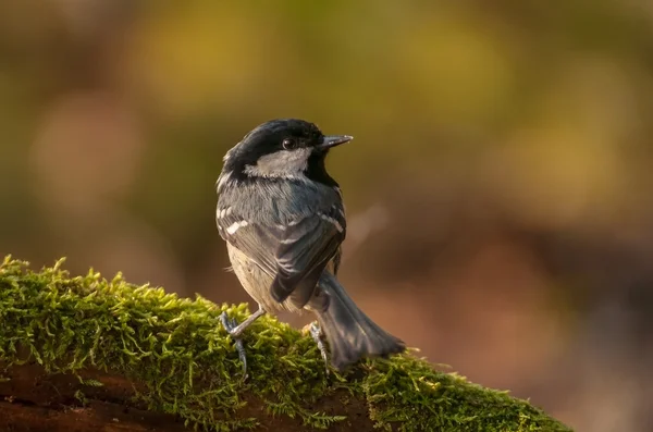 Tit kol tit — Stockfoto