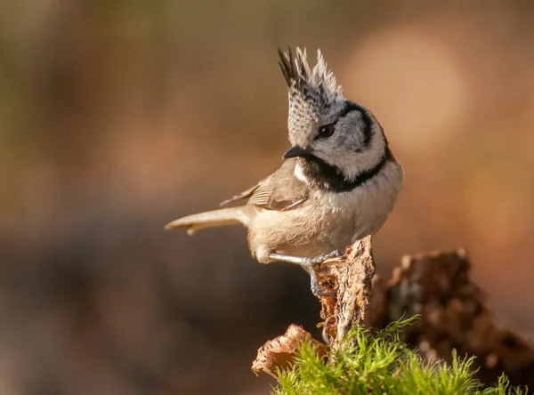 Haubenmeise Stockfoto