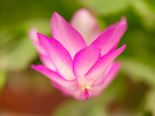 Schlumberger kesecek