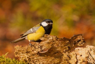 Tit - Parus major