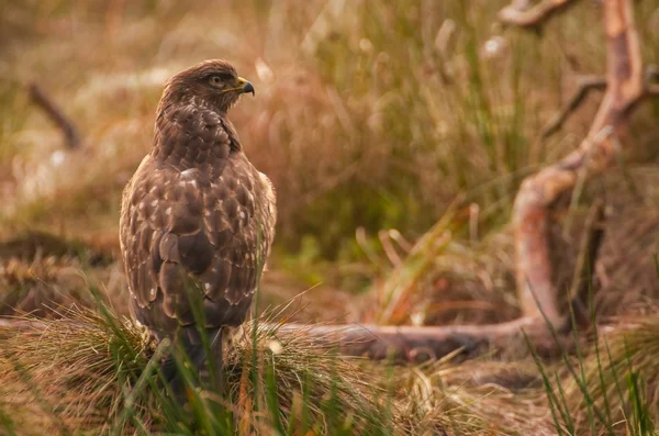 Mäusebussard — Stockfoto