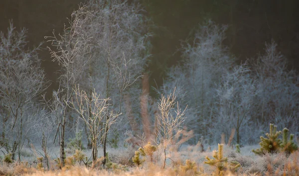沼泽的冬天 — 图库照片